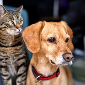 How To Start Your Pet Insurance in Canada